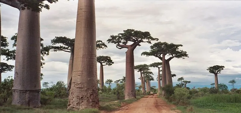 Avenue of the Baobabs — Мадагаскар